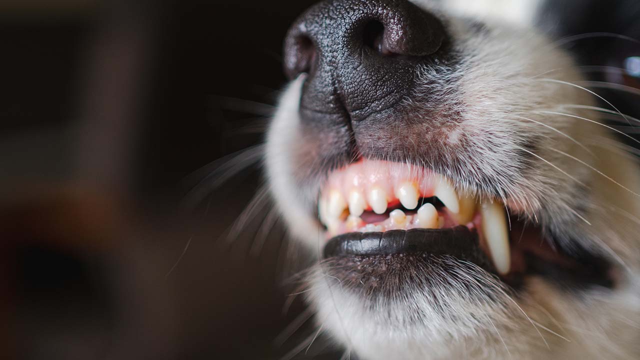 dog-bites-summary